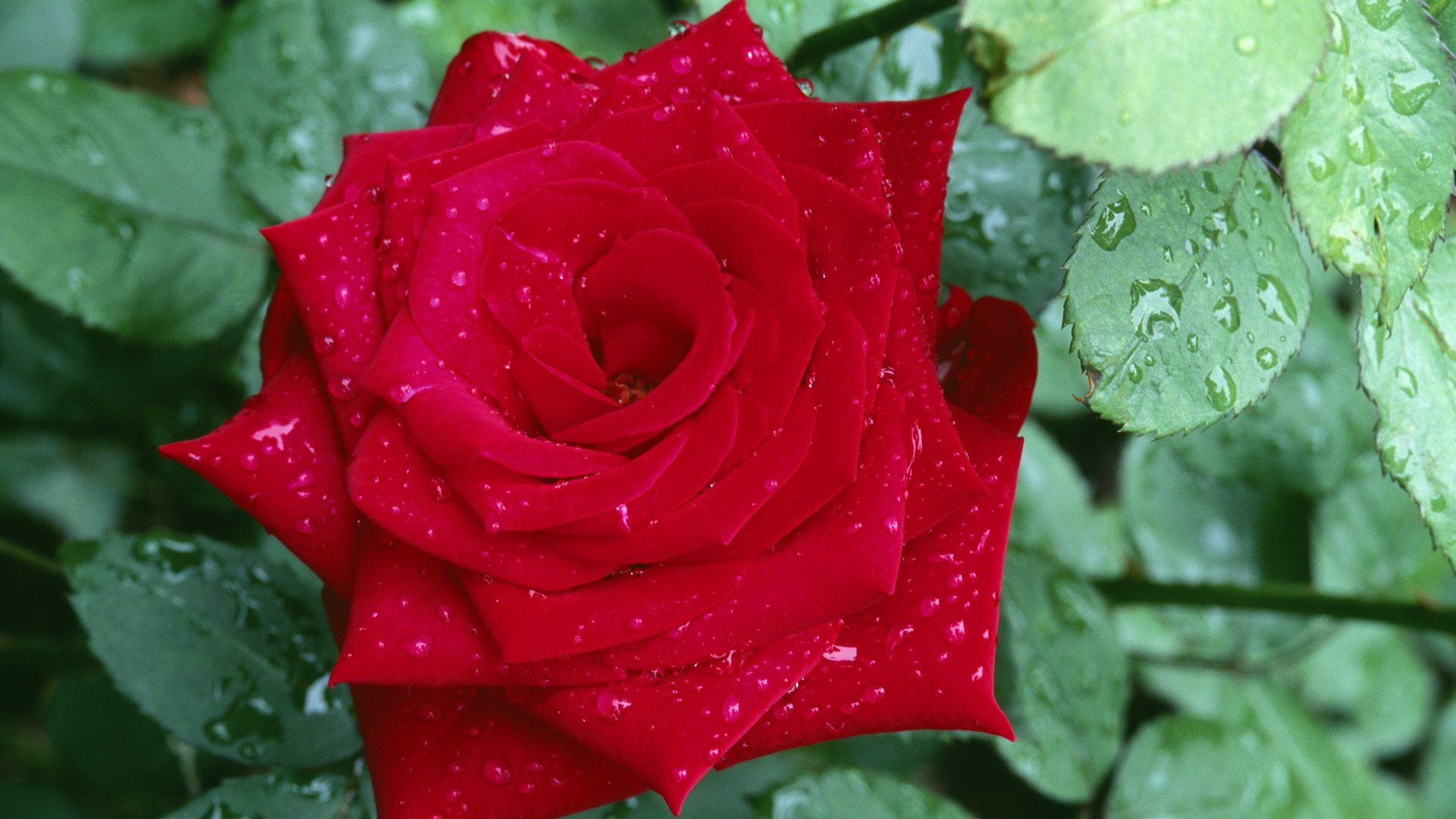 fleur rose rouge pétales feuilles gouttes rosée gros plan