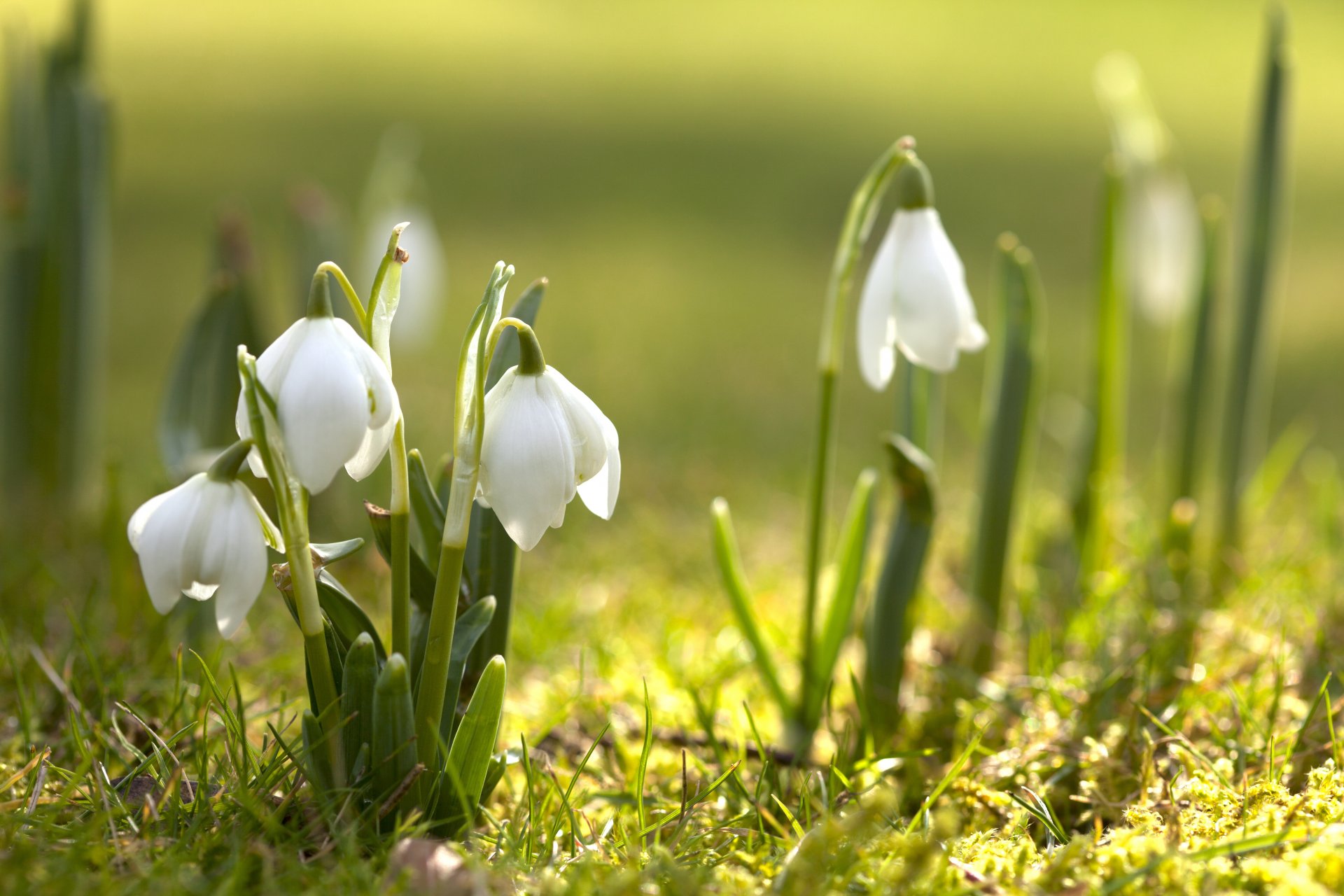 schneeglöckchen blumen primel blüte frühling natur