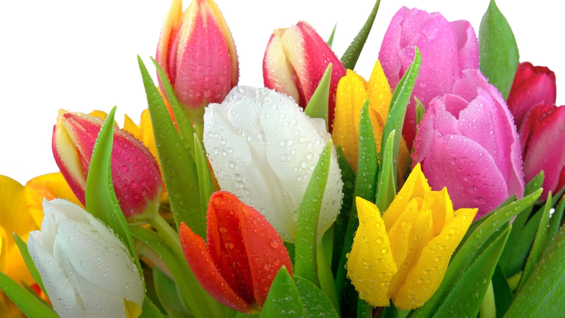 tulips leaves water drop