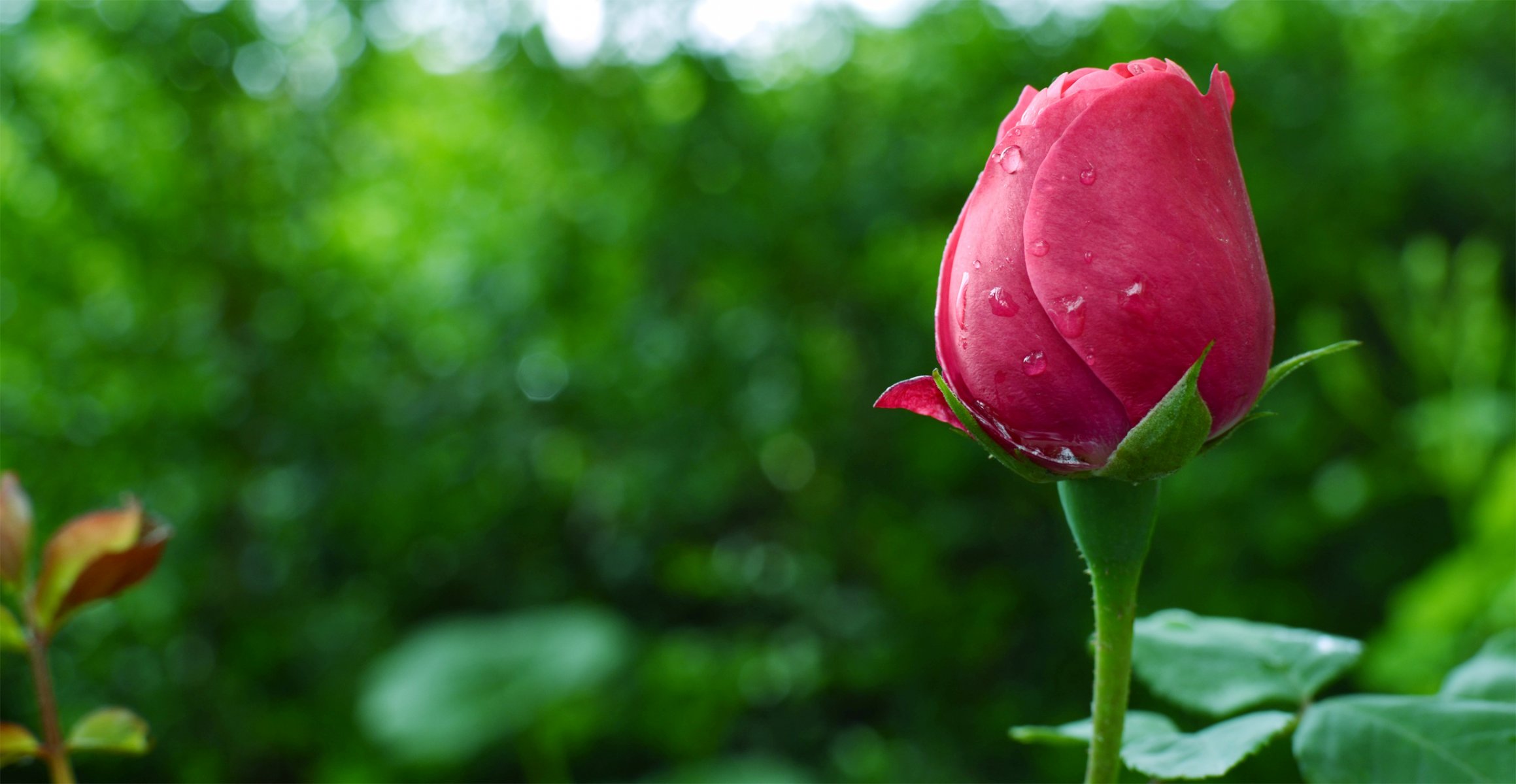 blume rose knospe tropfen