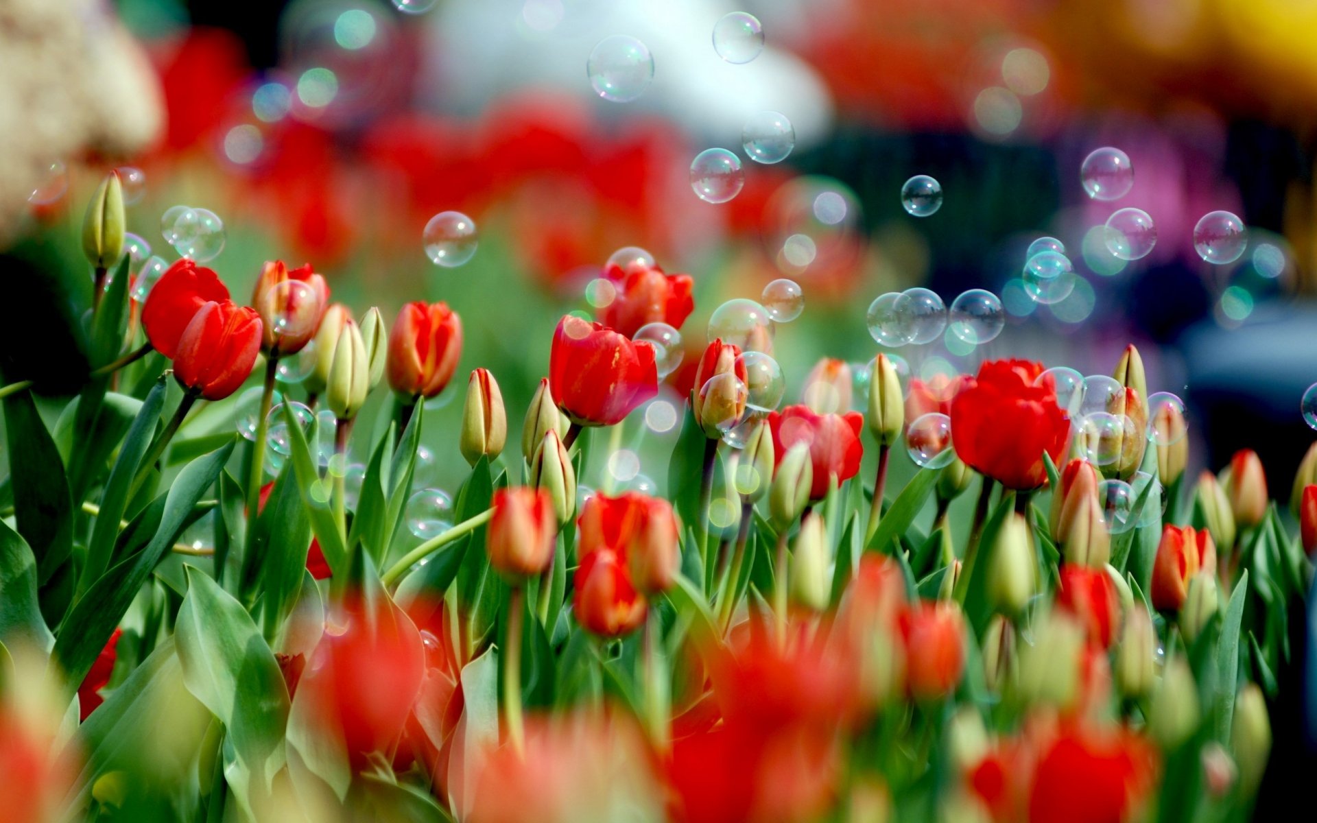 tulipes tulipe fleurs fleur printemps bulles de savon couleurs peintures nature