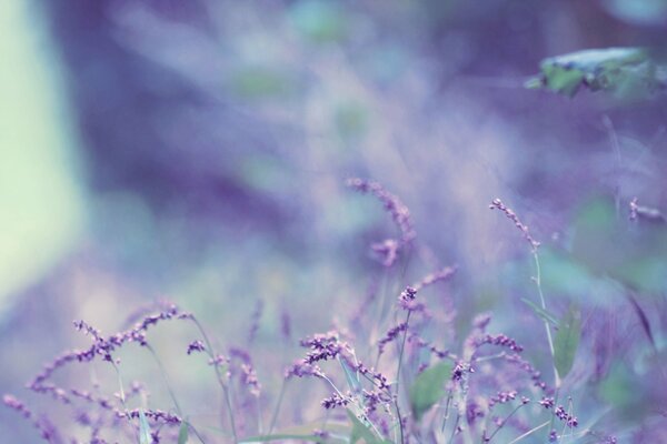 Flores de lavanda sobre un fondo lila