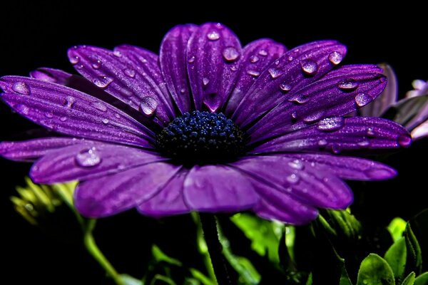 Fiore violetocon gocce di rugiada su sfondo scuro