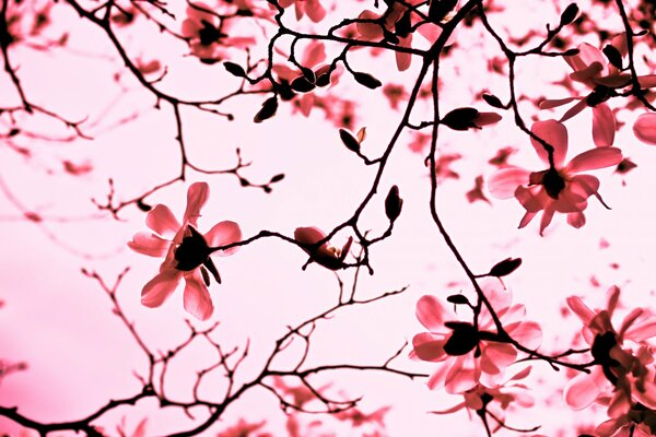 Branches of pink magnolia in bloom