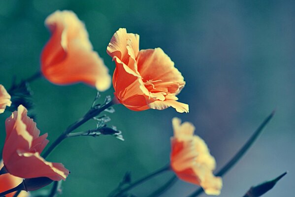 Die natürliche Schönheit von Mohnblumen