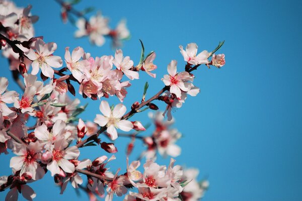 Fiori di ciliegio con petali rosa