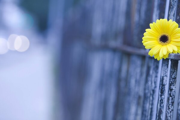 Jemand hat eine Blume mitgebracht und nur ein Stück am Zaun hinterlassen