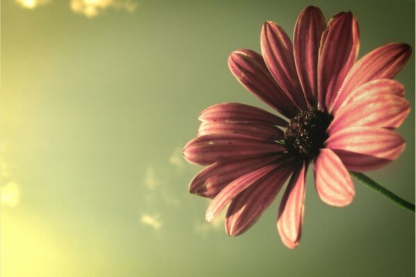 Macro flower on the sky background