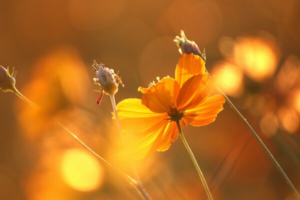 Rote Blumen leuchten im Licht des Sonnenuntergangs