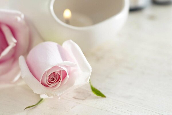 Delicada rosa en la mesa