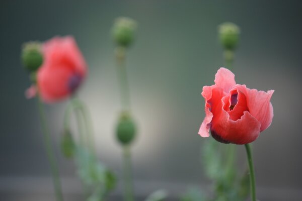 Coquelicots romantiques sur fond gris