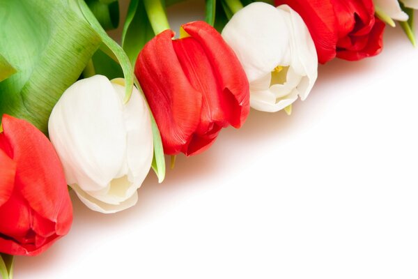 Tulips are red and white on a white background