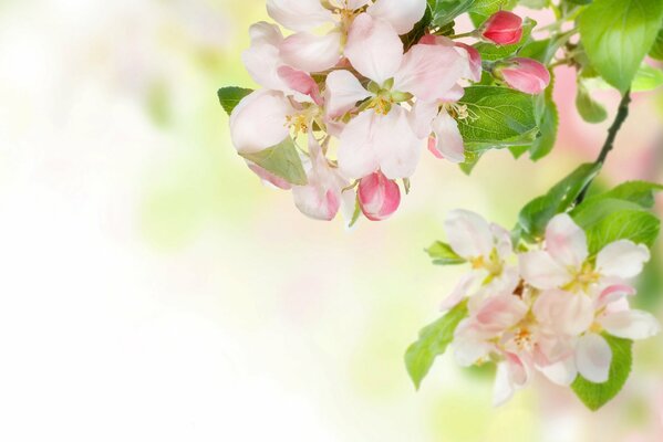 Ein Zweig eines blühenden Apfelbaums ist Frühlingszartheit