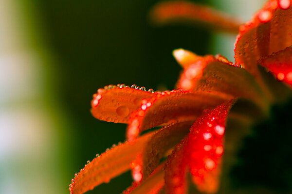 Czerwony pstrokaty kwiat z kroplami rasy