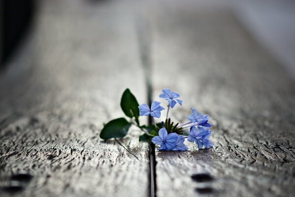 Flor azul con hojas verdes