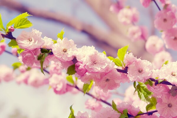 Il ramo di Sakura fiorisce in primavera
