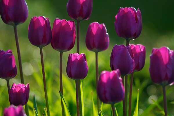 Field of marsalovoe tulips