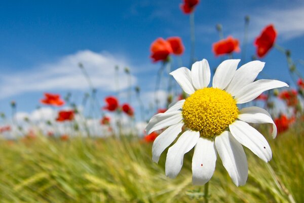 Große Aufnahmen. Kamille und Mohn im Feld