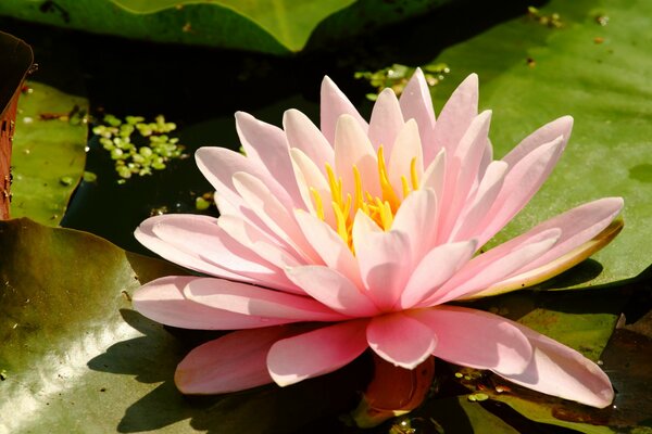 Pink Water Lily Flower