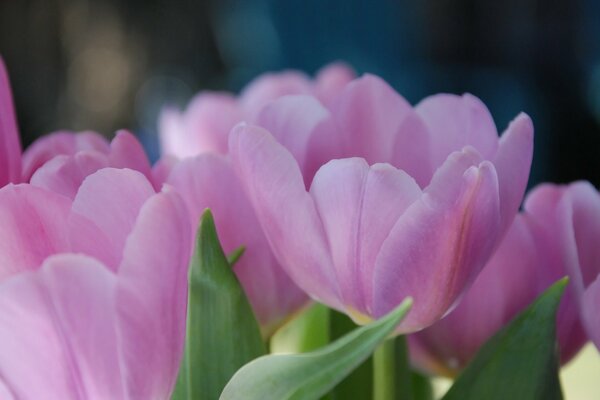 Tulips open to meet spring