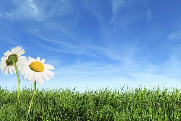 Two daisies wind on the field