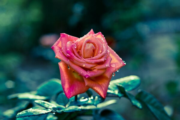 Schöne Rose mit Wassertropfen