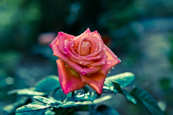 Beautiful Rose with water drops