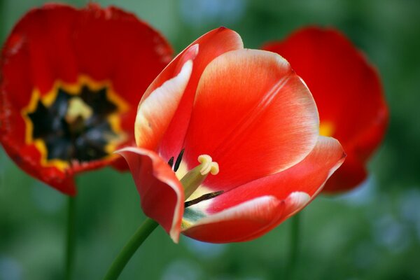 Bright red tulip on the background of poppies
