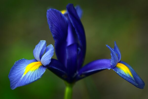 Blaue Iris auf grünem Hintergrund