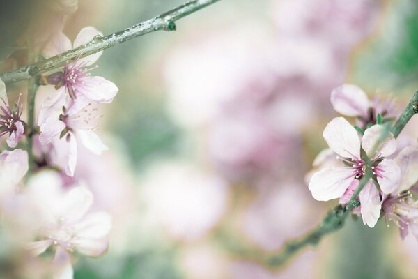 Branches de cerises avec des fleurs roses