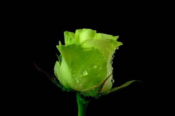 A green rose bud with dew drops