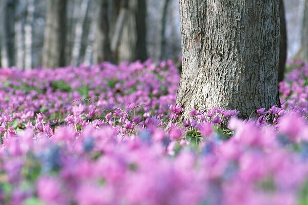 Molte violette nella foresta in primavera