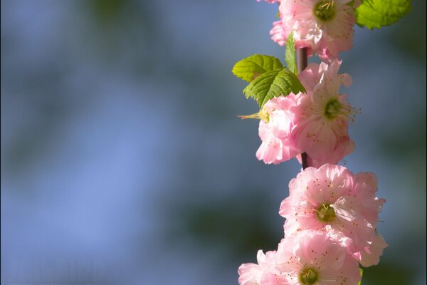 Bild von rosa Blumen auf verschwommenem Hintergrund