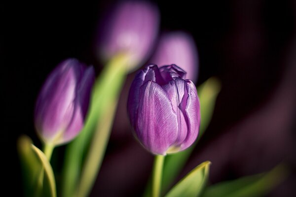 Tulipes de poids avec des pétales violets