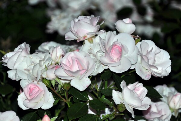 Bouquet di delicate rose bianche