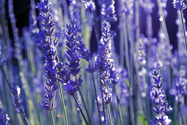 Fleurs de lavande lilas dans le champ