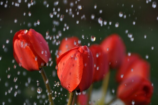 Capullos de tulipán rojos bajo las gotas de lluvia