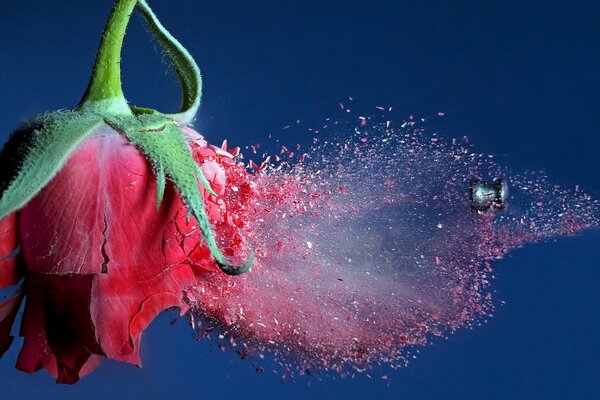 La balle a frappé la rose rouge