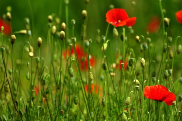 A glade of scarlet poppies in the grass