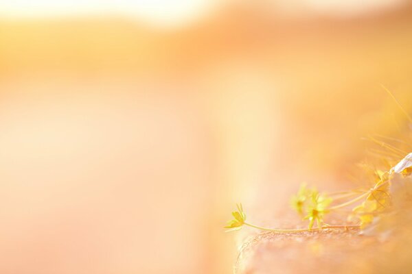 Delicate photo of yellow flowers