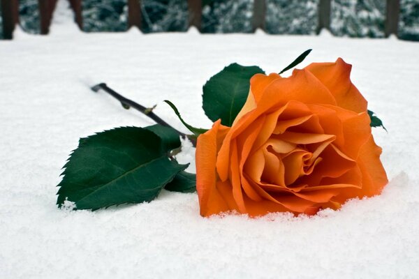 Una rosa naranja yace en la nieve