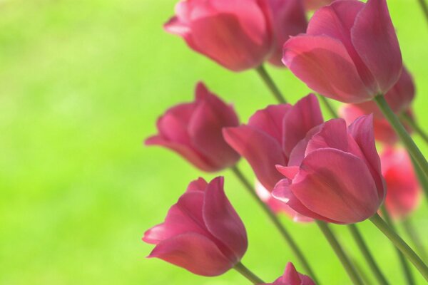 Tulipes roses, sur fond vert clair