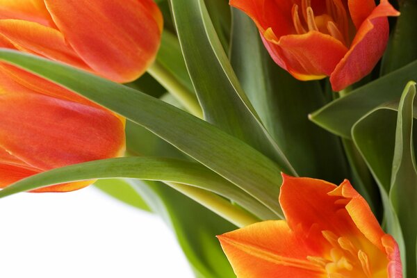 Bouquet of orange tulips