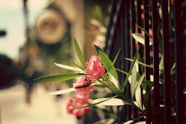 Pink flowers make their way through the fence