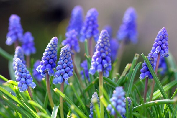 Muscariums de printemps dans un champ vert