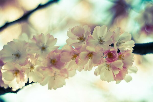 Zarte Blütenblätter einer Kirschblüte