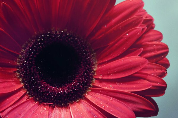 Fiore rosso gerbera con gocce di rugiada , macro