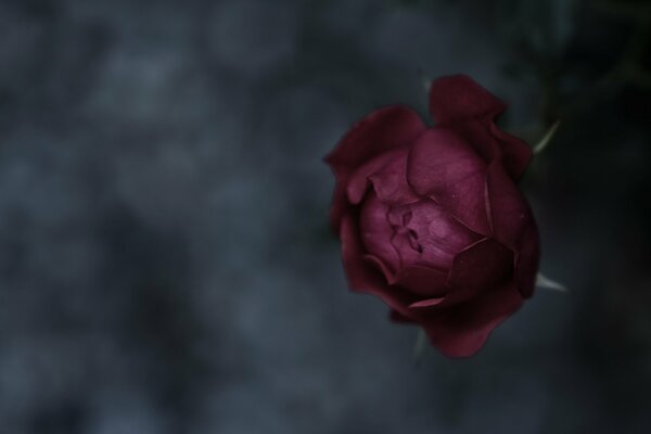 Rose bourgeon texture fleur nature