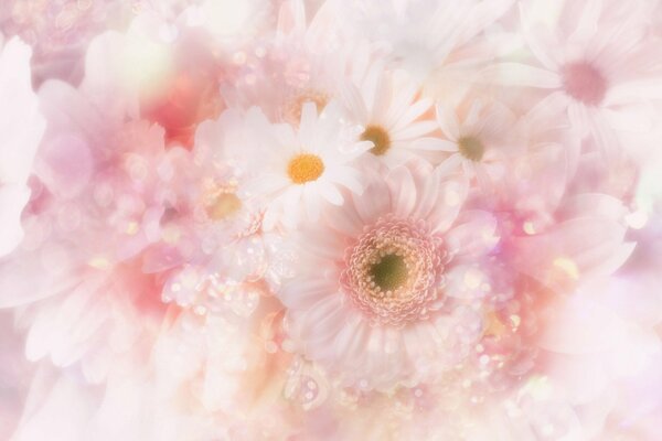 La tendresse d un bouquet rose avec des marguerites