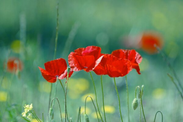 Coquelicots rouges dans le champ sur fond flou